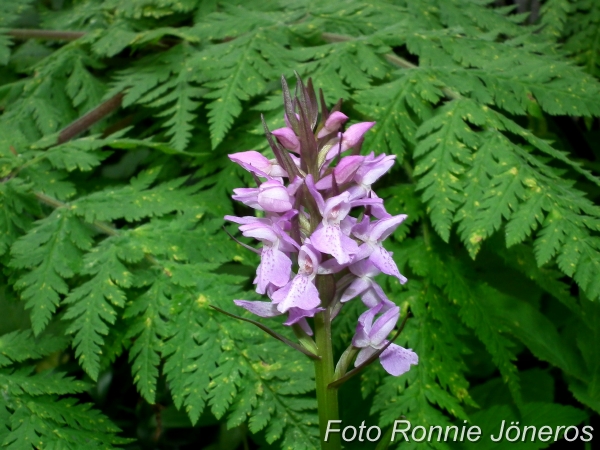 Dactylorhiza hybrids